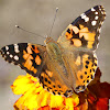 Painted Lady