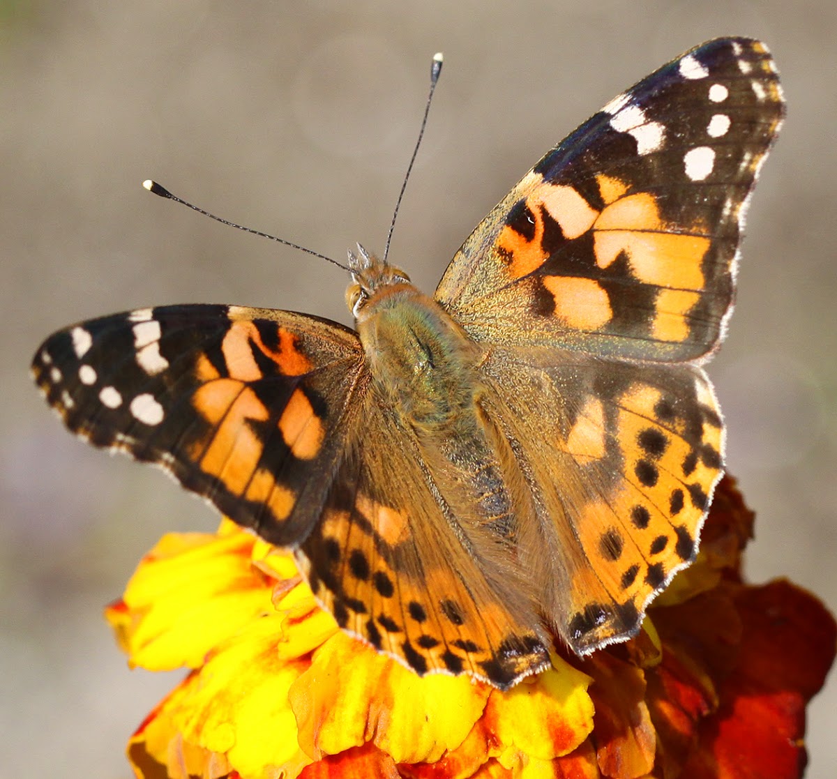 Painted Lady