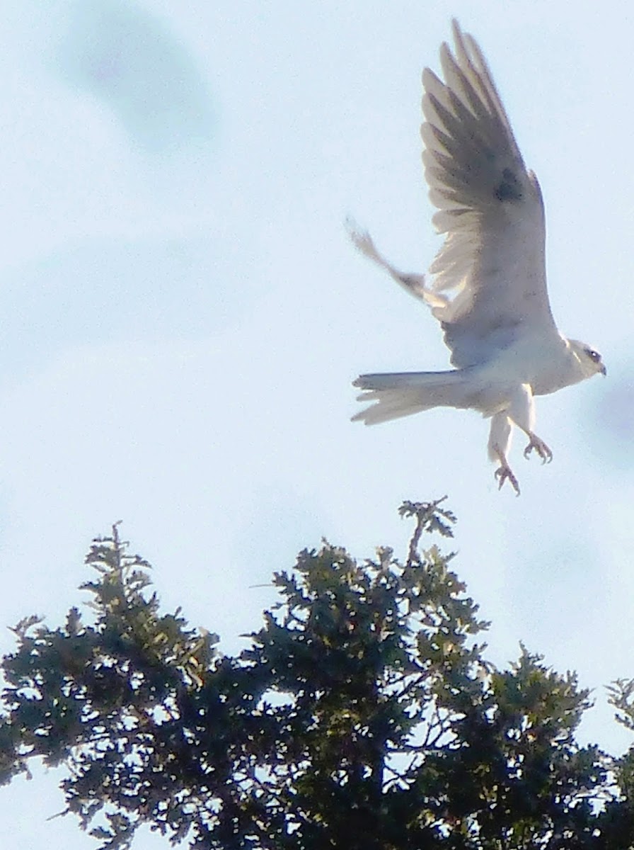 White tailed kite