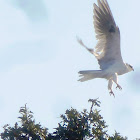 White tailed kite