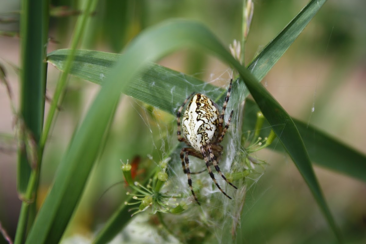 Spotted Orb-weaver
