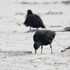 Variable Oystercatcher (black phase)