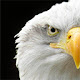 Eagle Wallpapers Theme New Tab