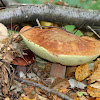 Almost Bluing King Bolete