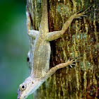 Puerto Rican Crested Anole