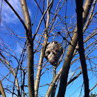 Paper wasp nest