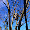 Paper wasp nest