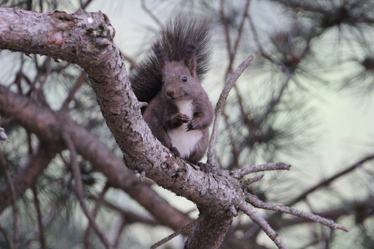 Eurasian Red Squirrel