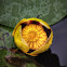 Variegated Pond Lily