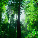 Jungle Forest Wallpapers HD Theme