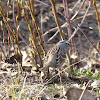 White-crowned Sparrow