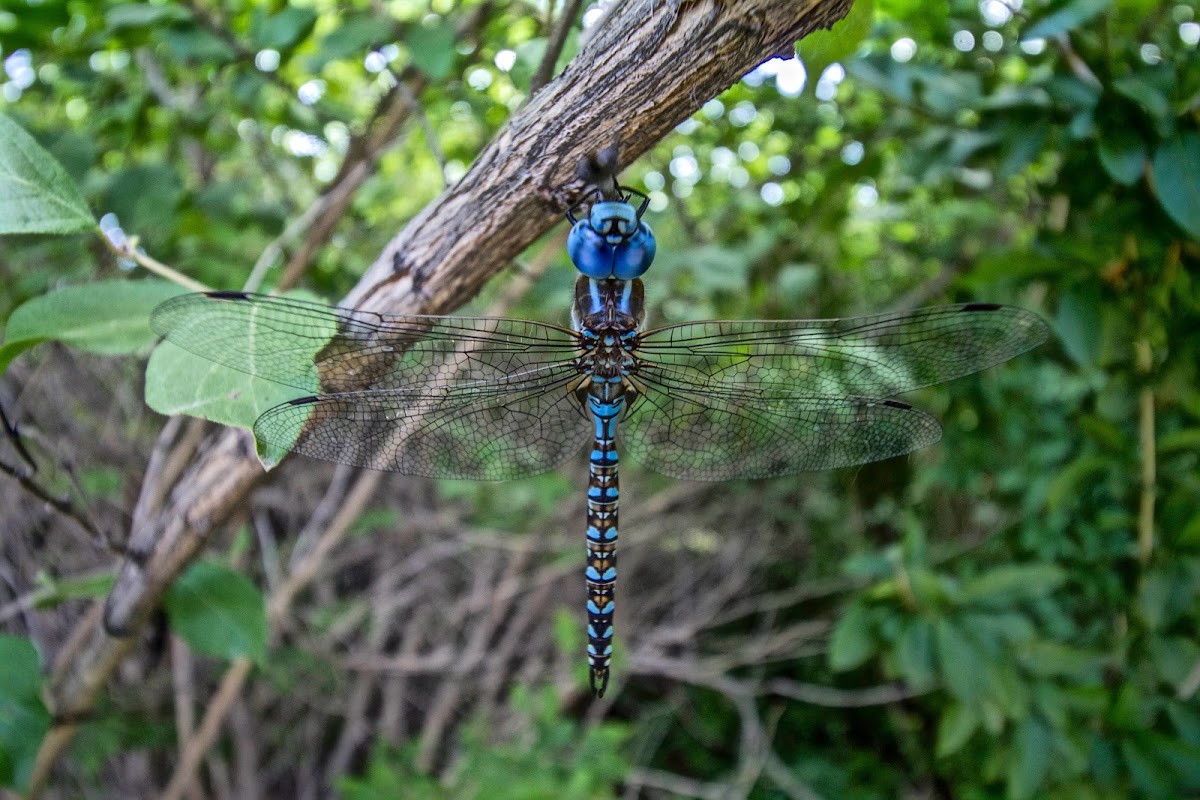 Blue Eyed Darner