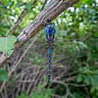 Blue Eyed Darner