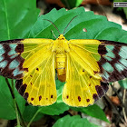 Yellow False Tiger Moth