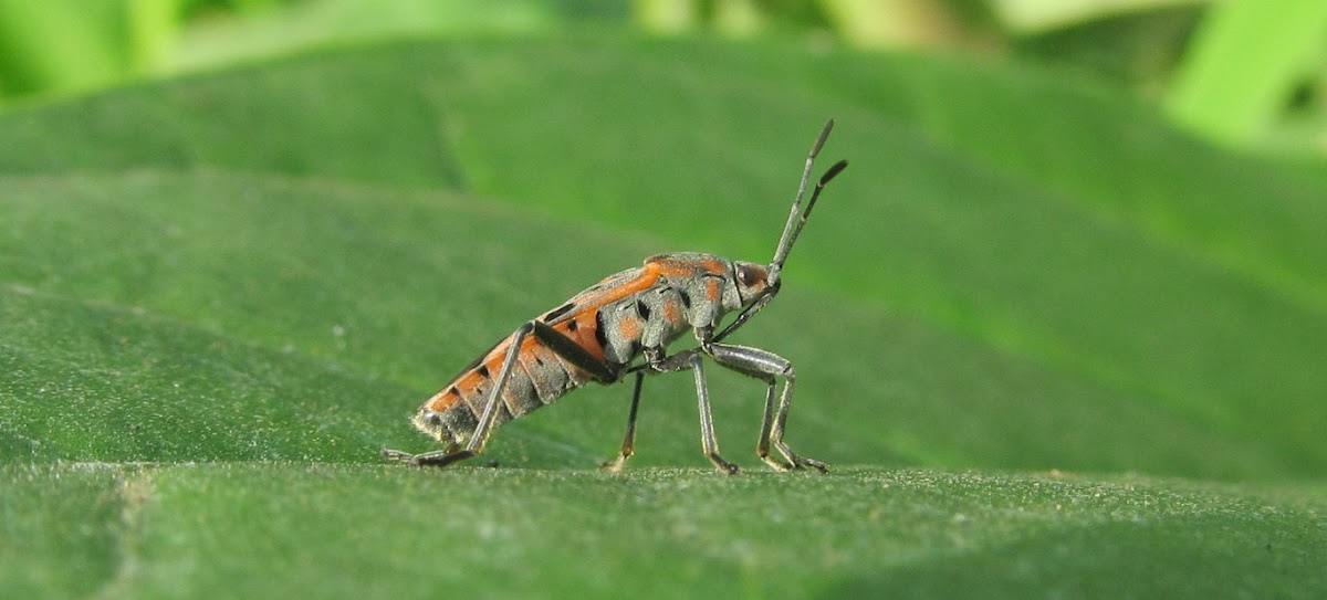 Seed Bug