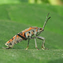 Seed Bug