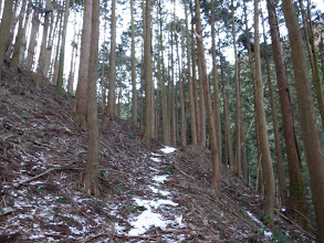 作業道が続いている