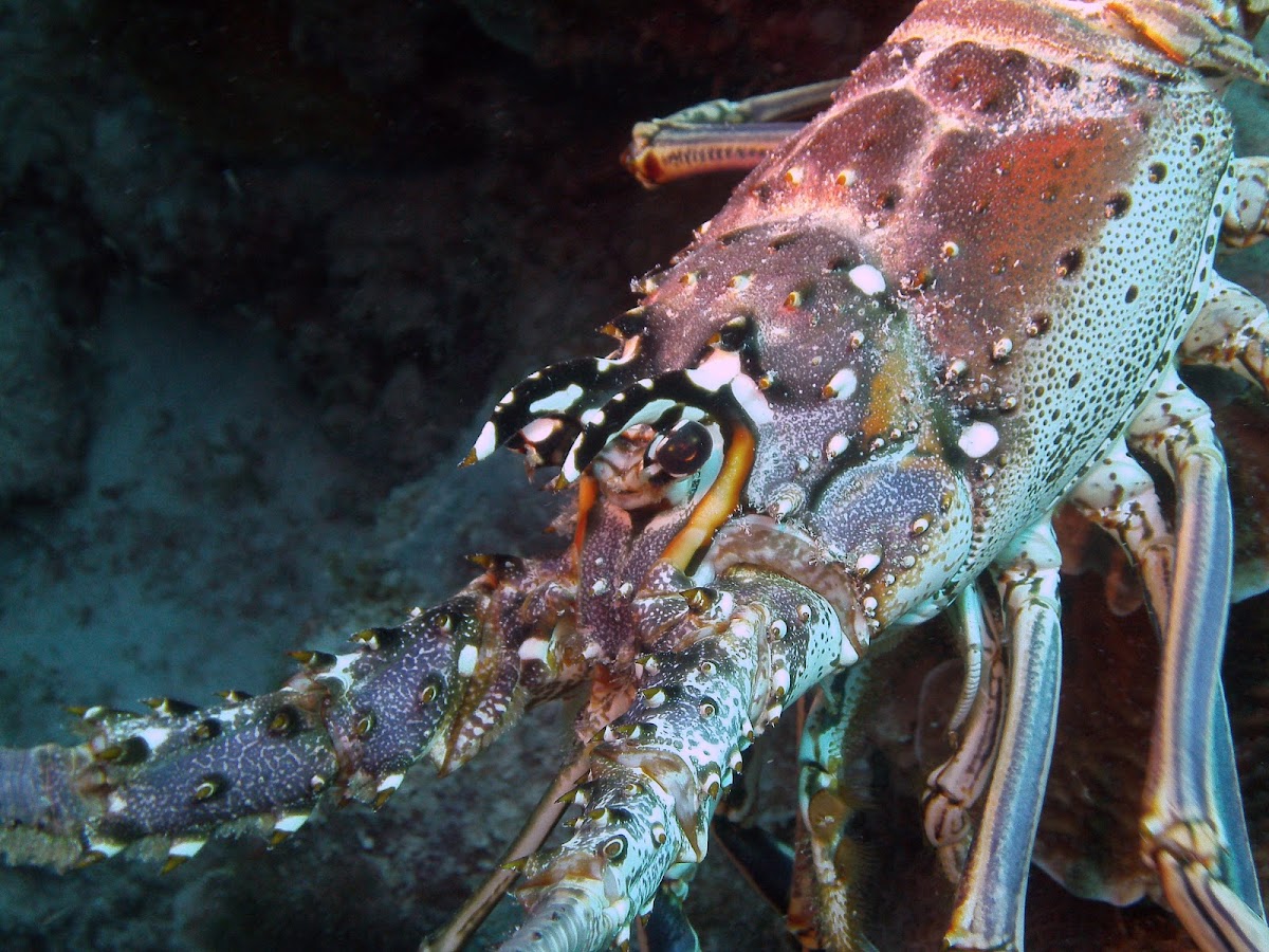 Caribbean Spiny Lobster