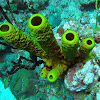 Yellow Tube Sponge