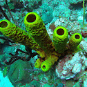 Yellow Tube Sponge