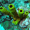 Yellow Tube Sponge