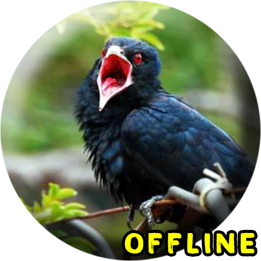 Jalak Kebo Gacor Mp3 1 0 0 Apk Download Com Neoutronapps Kicau