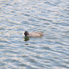 Eurasian coot