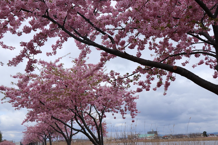 デイズハイウェイスターの一眼・河津桜とコラボに関するカスタム事例の投稿画像2枚目