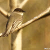 Eastern phoebe