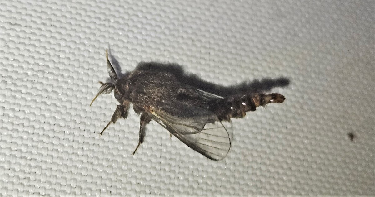 Evergreen bagworm moth