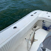 Black tip shark