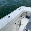 Black tip shark