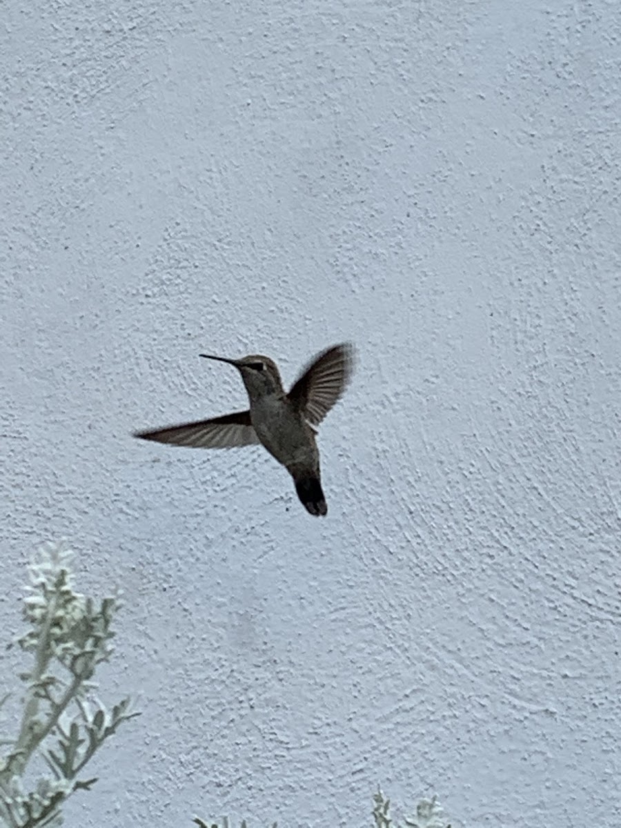 Anna’s Hummingbird (female)