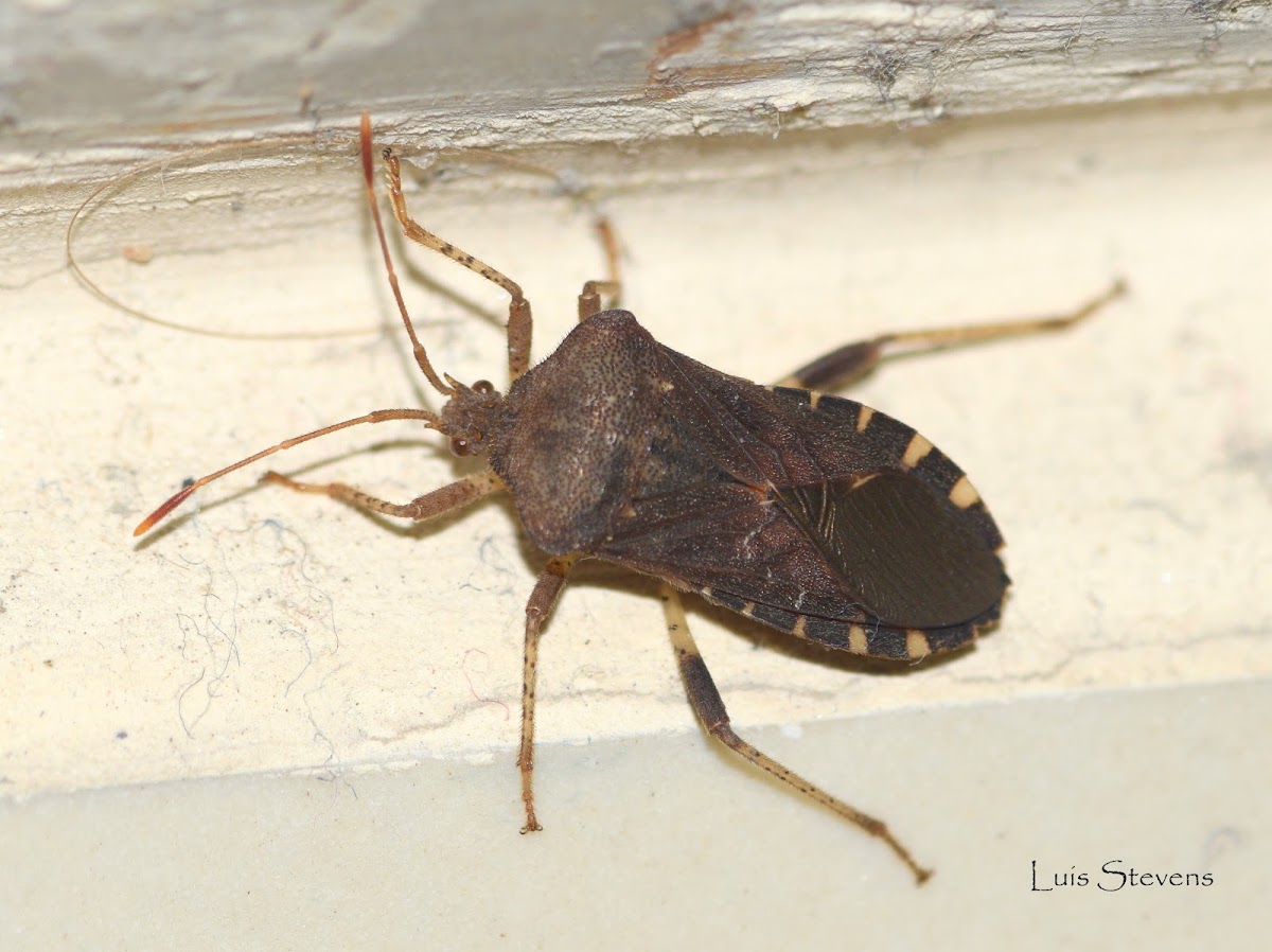 Leaf-footed bug