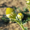 Pineappleweed