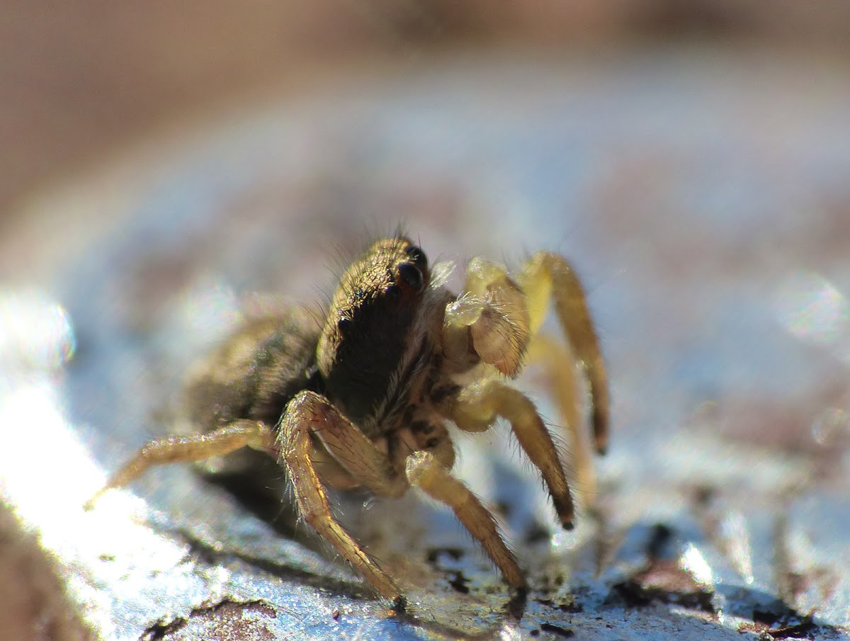 Jumping spider