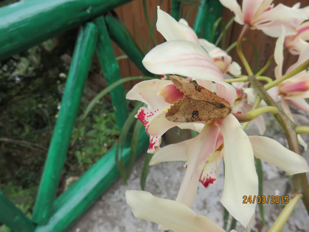 Moth on Orchid