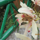 Moth on Orchid