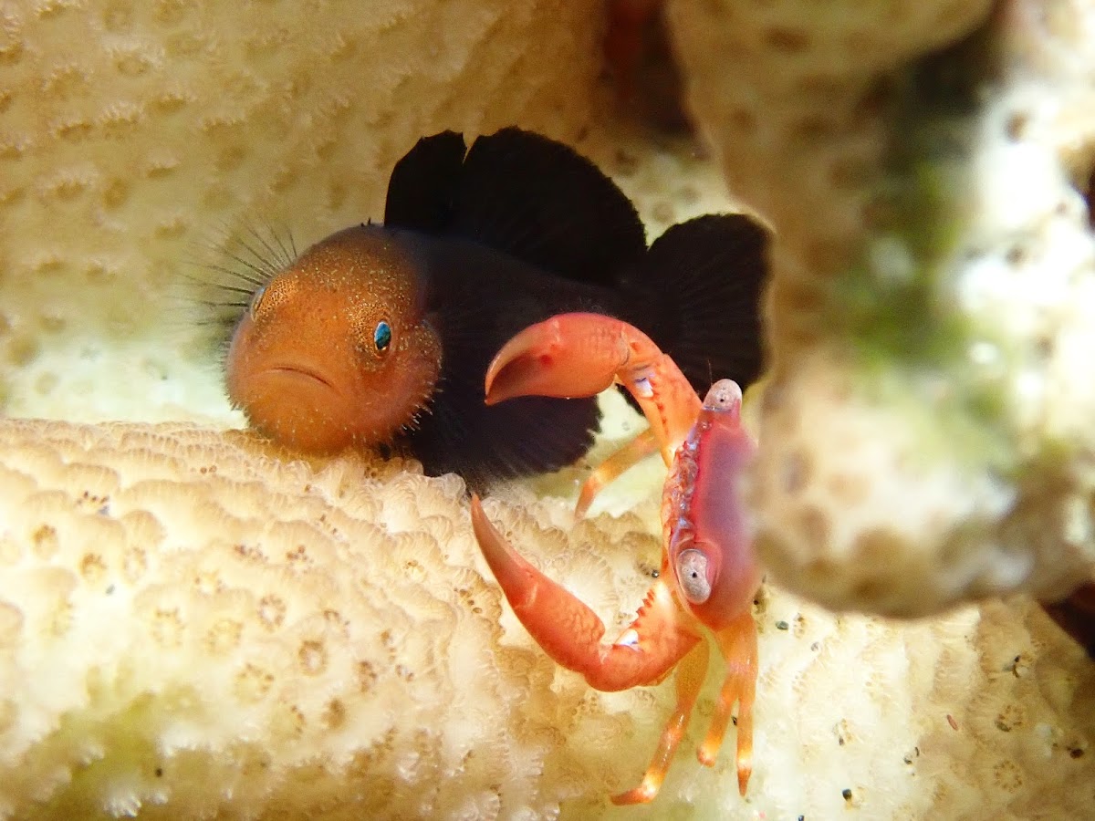 Red Head Goby