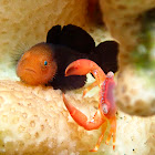 Red Head Goby