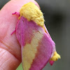 Rosy Maple Moth