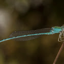 Damselfly