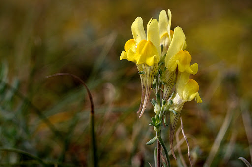 Linaria polygalifolia