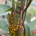 Oleander aphid