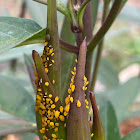 Oleander aphid