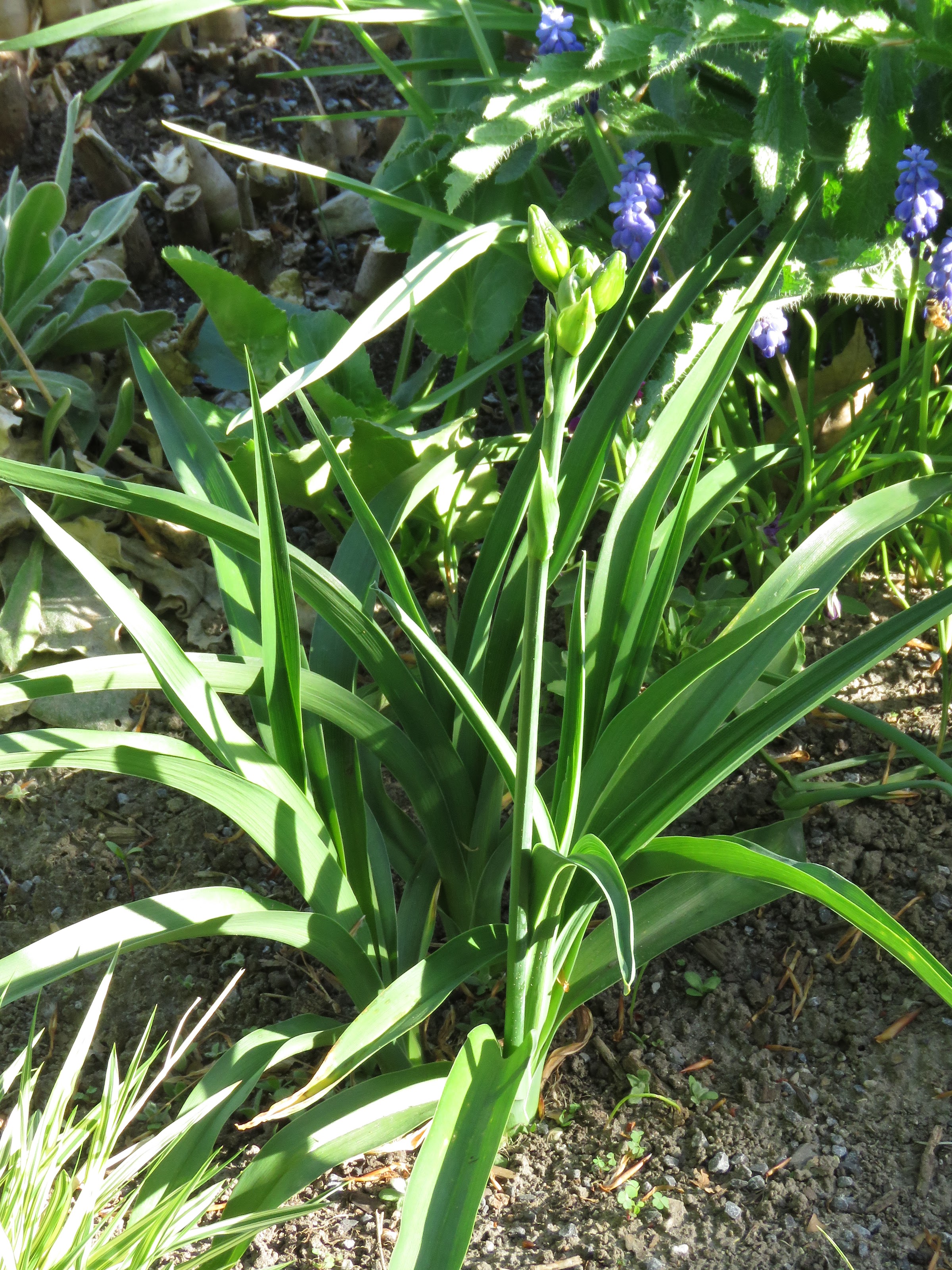 Pendant ce temps, dans le jardin de grigri... - Page 14 R3eCmzTYpIC8iBjXnQgb9qIvRUh_MwxMAyc1kBLyqXbgDFIDENZDDK2LkULxL-k1Lbi5T-s4YCT9ReCdMF8N-1fn_cKsRj9yRHfE1Ies9EU2yxw5ljTT-UyFZpRNzwLpwcUikSjT8Iw=w2400