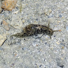 Lined Sea Hare