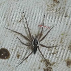 Fishing Spider