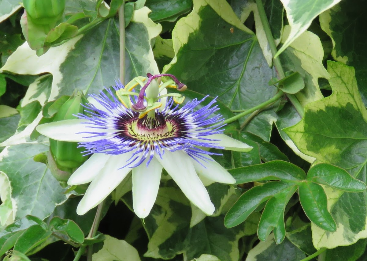 Passion Flower