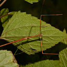 Stick Insect, Phasmid - Male